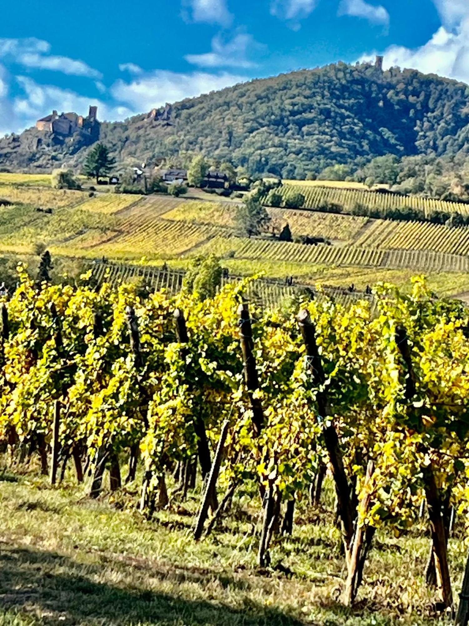 Maison Independante De Montagne En Alsace Bellefosse المظهر الخارجي الصورة