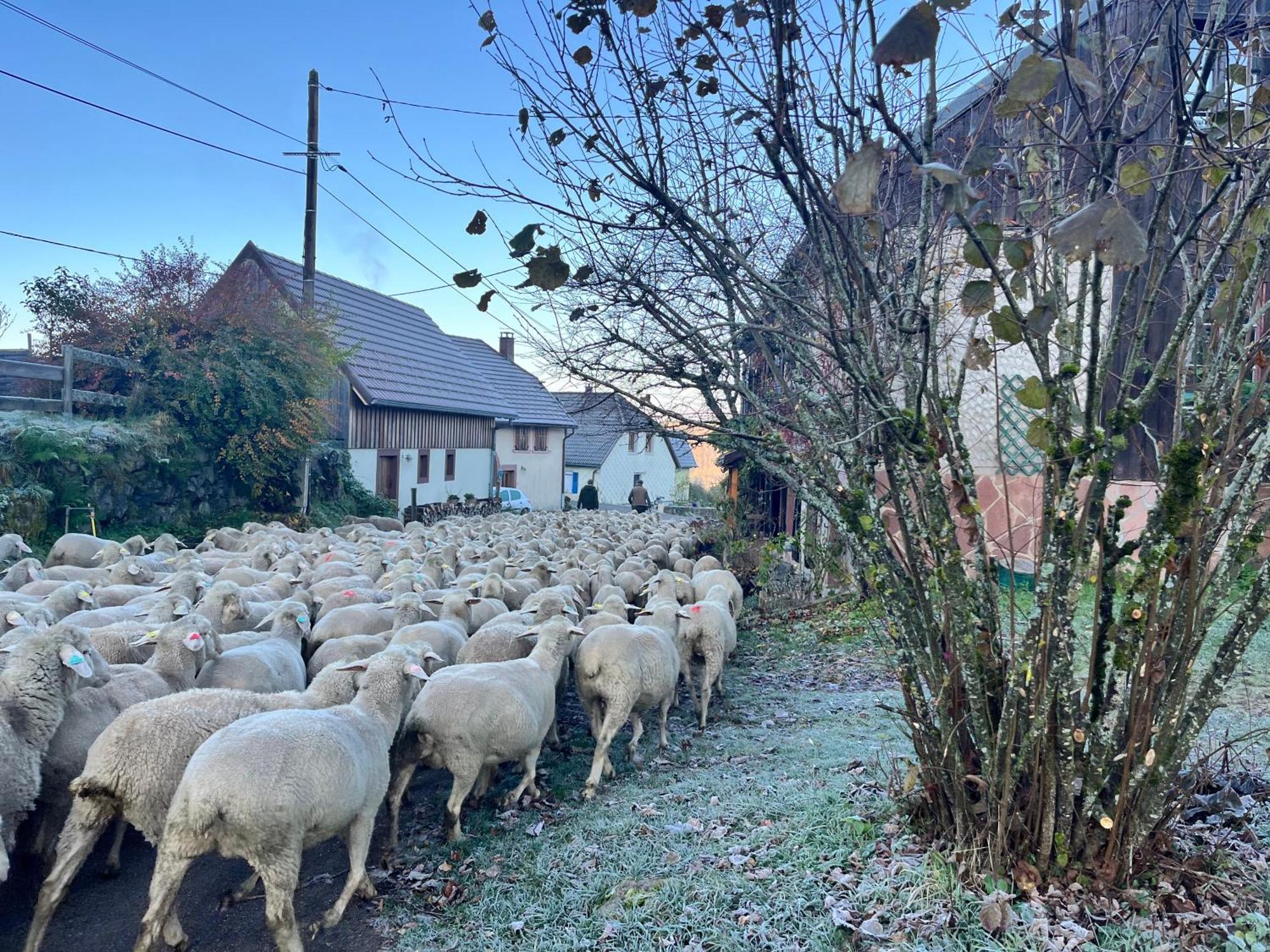 Maison Independante De Montagne En Alsace Bellefosse المظهر الخارجي الصورة